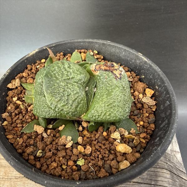 多肉植物：ガステリア 臥牛*幅5cm 現品！一品限り ※傷あり : 遊恵
