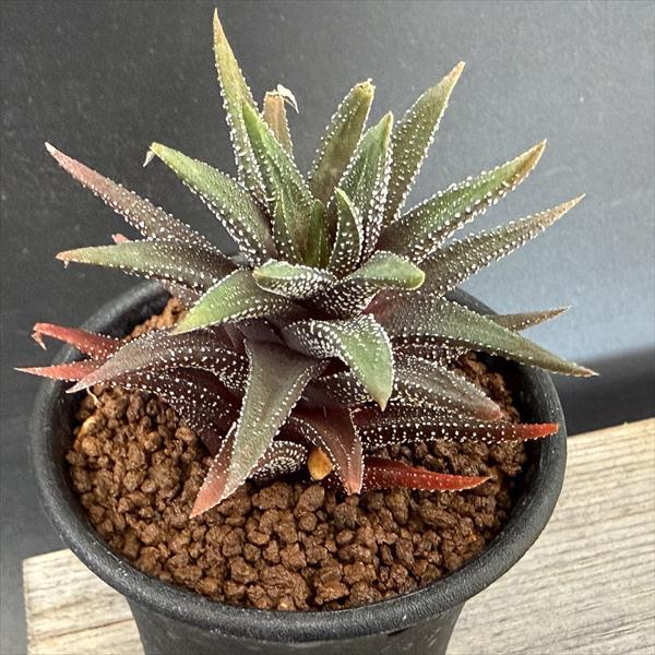 多肉植物：ハオルチア ラインワルジー*幅7cm : 遊恵盆栽 Yahoo!店