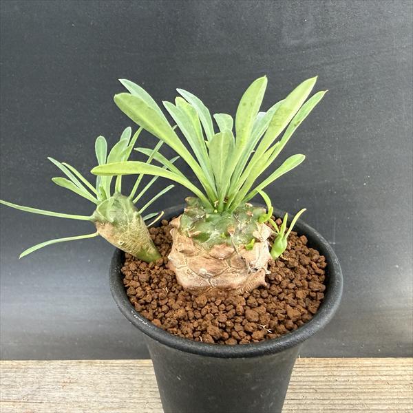 多肉植物：ユーフォルビア 峨眉山（がびざん）*M 幅5cm : 遊恵盆栽