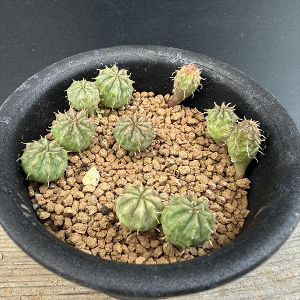 ☆特価☆多肉植物：ユーフォルビア バリダ 1鉢*幅1cm前後 現品！一品