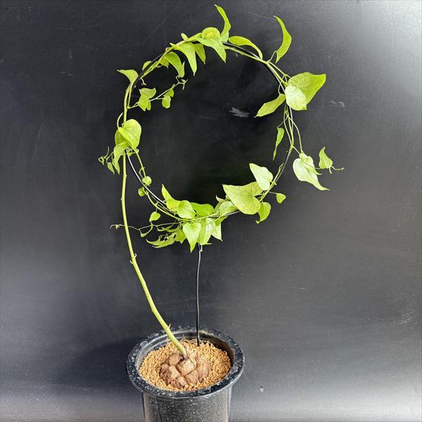 ☆特価☆コーデックス：アフリカ亀甲竜*塊根幅5cm 現品！一品限り