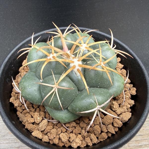 無棘象牙丸　コリファンタ　ゾウゲマル　棘無し　鉢セット サボテン：コリファンタ 象牙丸 カキコ*幅6cm : 遊恵盆栽 Yahoo!店