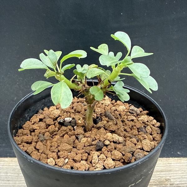 コーデックス：サルコカウロン バンデリティアエ 実生*幅4.5cm