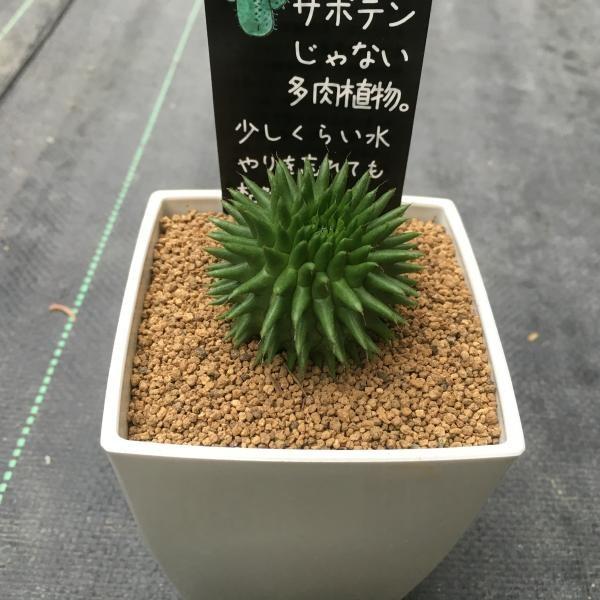 多肉植物 ユーフォルビア ドラゴンボール スザンナエ 幅4ｃｍ S1630 遊恵盆栽 Yahoo 店 通販 Yahoo ショッピング