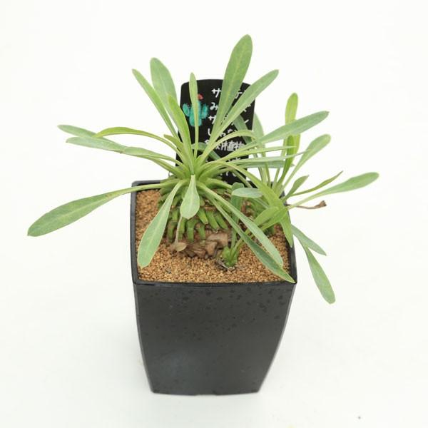 多肉植物：ユーフォルビア 笹蟹鉄甲*大 幅20cm : 遊恵盆栽 Yahoo!店