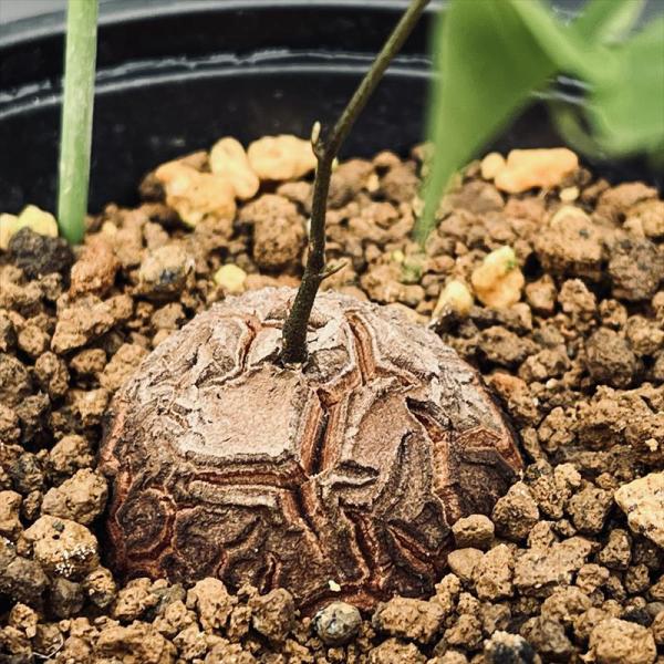 コーデックス：アフリカ亀甲竜*S 塊幅4cm : s1696 : 遊恵盆栽 Yahoo  