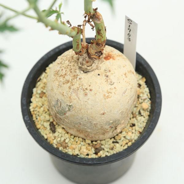 ヤトロファ・ベルランディエリ・錦珊瑚 多肉植物：ヤトロファ