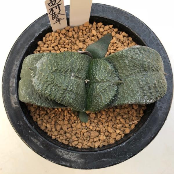 ロウルサンコさんラベル付き☆多肉植物 ガステリア属 臥牛十兵衛 多肉植物：ガステリア 西村臥牛*幅9.5cm 現品 一品限り : 遊恵盆栽