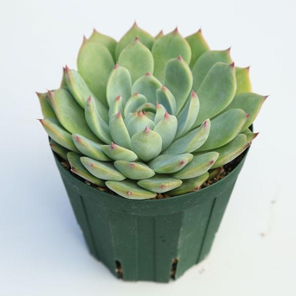 多肉植物：エケベリア 桃太郎*12cm : 遊恵盆栽 Yahoo!店 - 通販