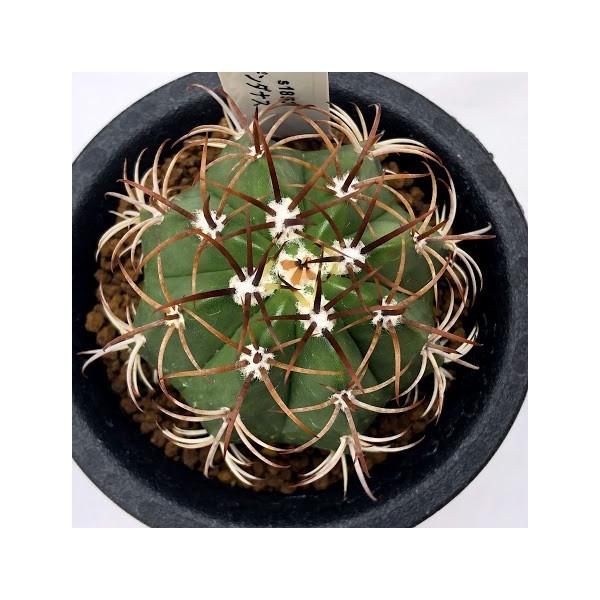 サボテン：メロカクタス マタンザナス 魔雲 実生*S 幅4.5cm