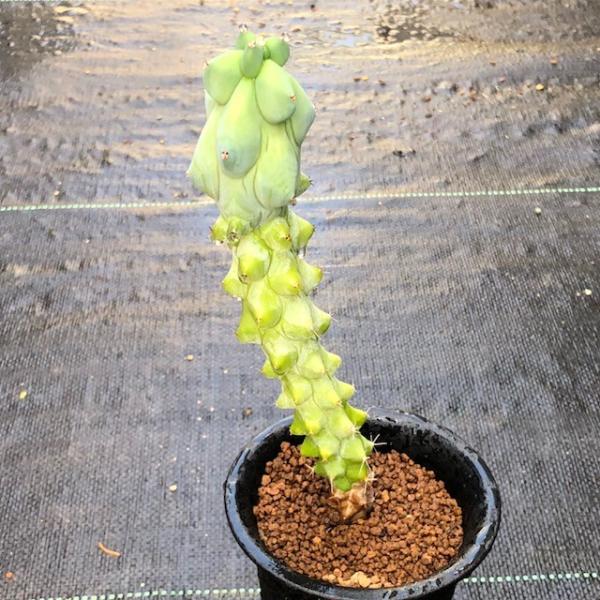 サボテン：福禄竜神木*M 樹高20cm : 遊恵盆栽 Yahoo!店 - 通販