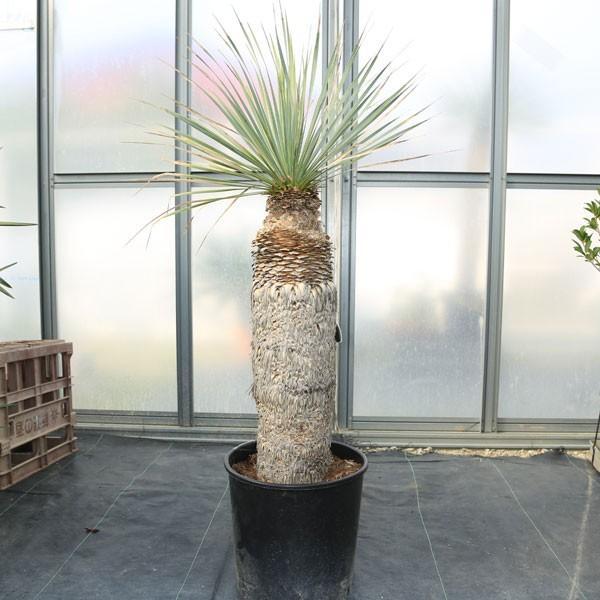 多肉植物：ユッカ・ロストラータ*幹幅15cm 現品 一品限り ((発根済 