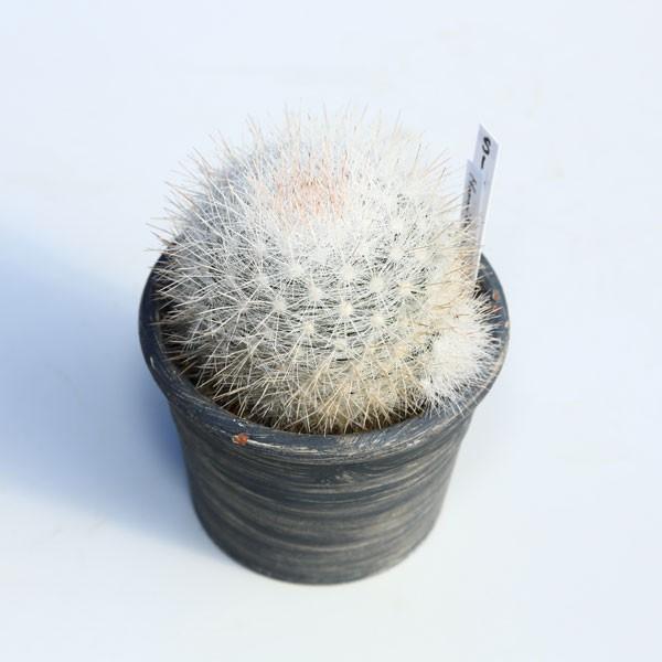 サボテン：マミラリア望月（もちづき）*8cm 現品 一品限り