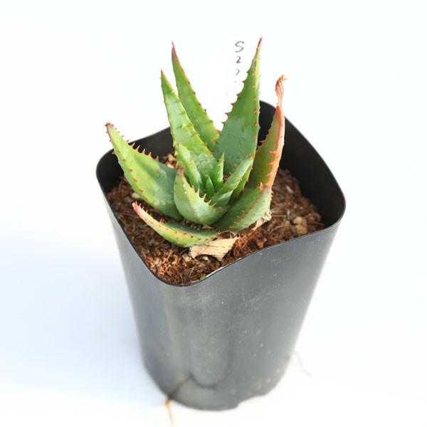 多肉植物 アロエ フミリス カピタータ 8ｃｍ 現品 一品限り Buyee Servis Zakupok Tretim Licom Buyee Pokupajte Iz Yaponii