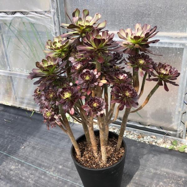 多肉植物 アエオニウム 黒法師 サンシモン カナリエンス 7寸 葉の色をお選びください Buyee Buyee Japanese Proxy Service Buy From Japan Bot Online