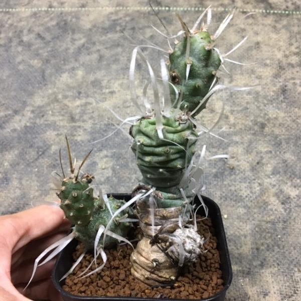 y-bonsai_s2160