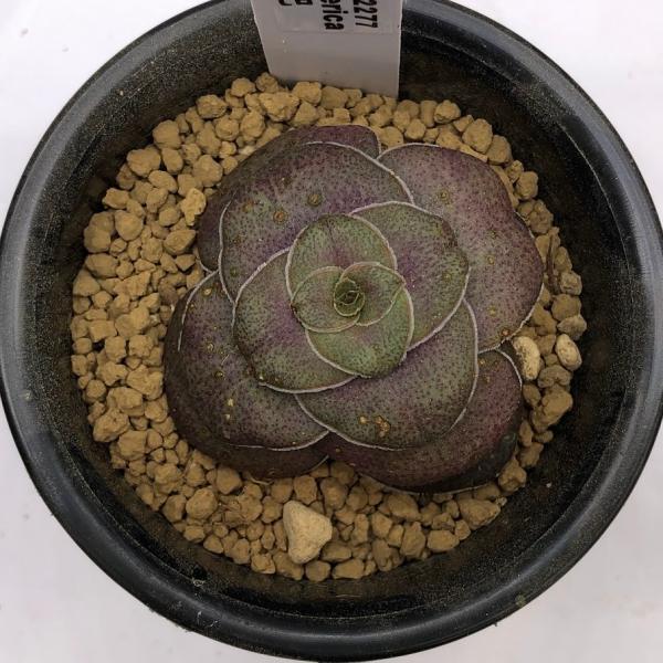 多肉植物：クラッスラ 巴（ともえ）* : 遊恵盆栽 Yahoo!店 - 通販
