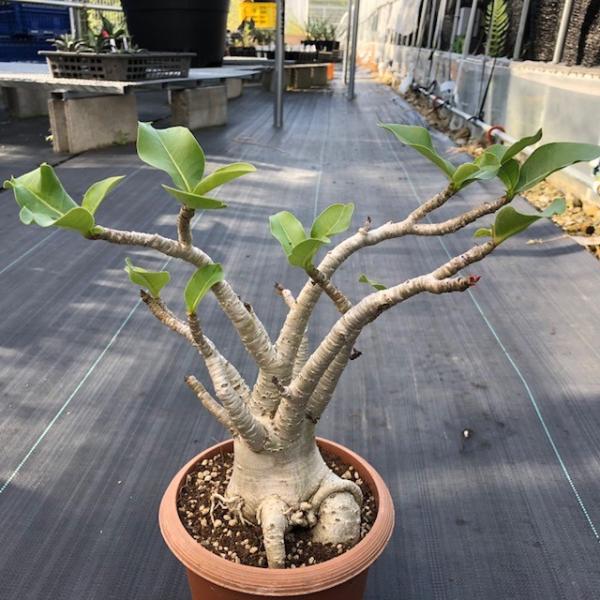 コーデックス アデニウム 砂漠のバラ アラビカム ｌ 葉幅35cm Buyee Buyee Japanese Proxy Service Buy From Japan Bot Online