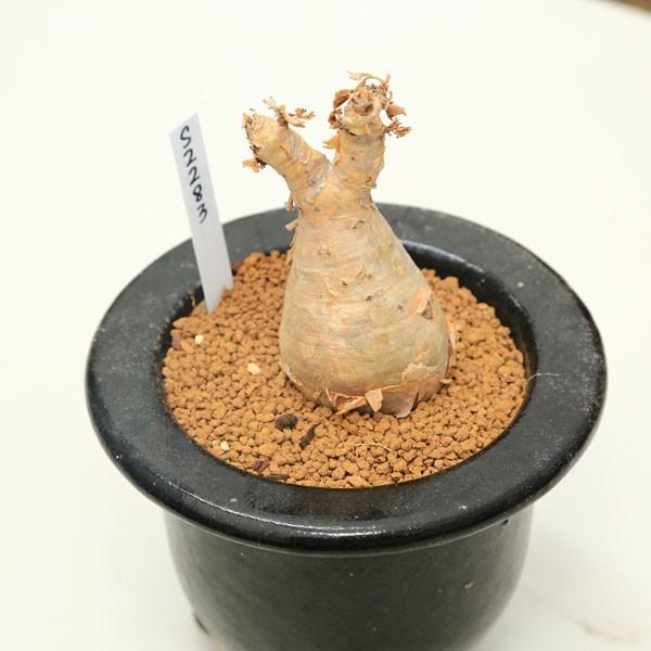 ベティフォルメ良型大きめ 塊根植物：キフォステンマ ベティフォルメ*塊幅5.2cm 現品