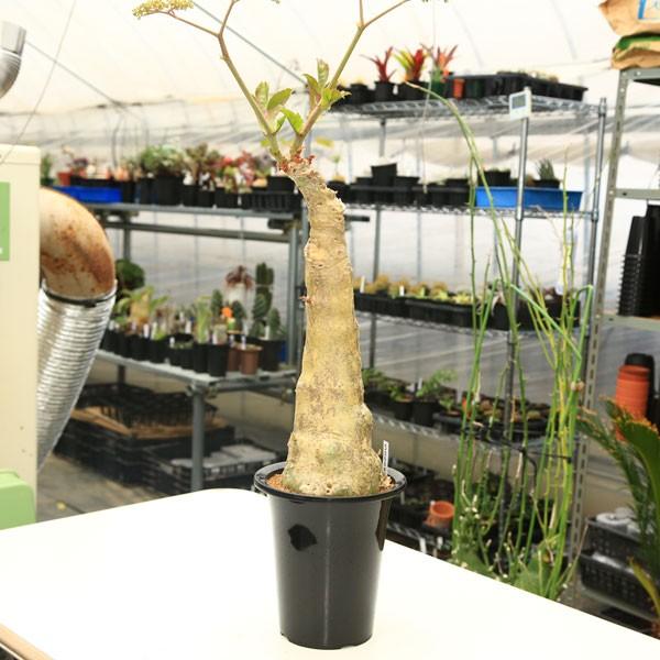塊根植物：キフォステンマ ユッタエ*幹幅14cm 現品 一品限り