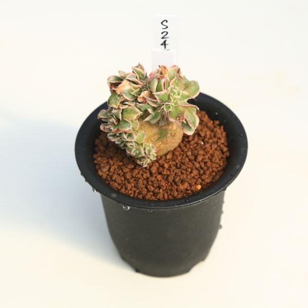 18#多肉植物アエオニウム錦❤️ サンバースト❤️5頭17cm拔き苗 18#多肉植物アエオニウム錦❤️ サンバースト❤️5頭17cm拔き苗