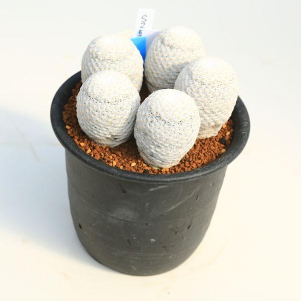 サボテン マミラリア 白鳥 5個入り 実生 全幅13ｃｍ 現品 一品限り Www Mohmmadiyon Com