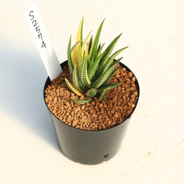 多肉植物：ハオルチア 硬葉 斑入り*5.5cm : 遊恵盆栽 Yahoo!店 - 通販