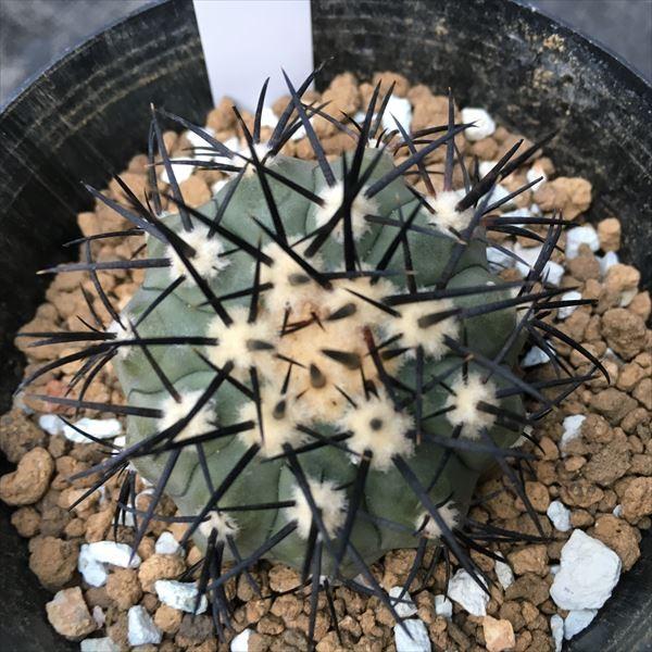 サボテン　コピアポア　希翁玉　仔付き　鉢のまま サボテン コピアポア 希翁玉 仔付き 鉢のまま 観葉植物