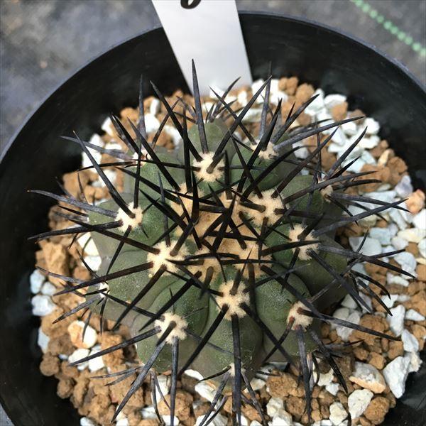 サボテン：コピアポア 冥王玉*5cm 現品 一品限り : 遊恵盆栽