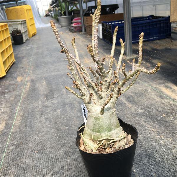 コーデックス：アデニウム アラビカム ラチニー*幅25cm 現品