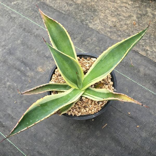 多肉植物：アガベ セルシー錦*21cm 現品 一品限り : 遊恵盆栽 Yahoo