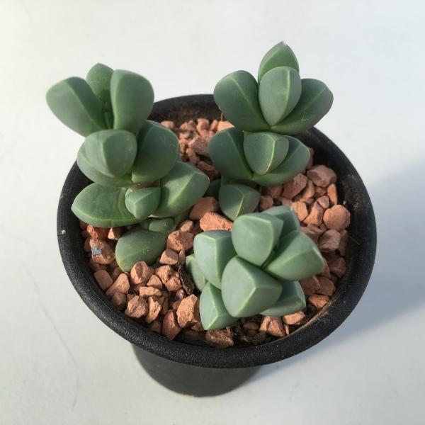 多肉植物 メセン レーマニー S2746 遊恵盆栽 Yahoo 店 通販 Yahoo ショッピング