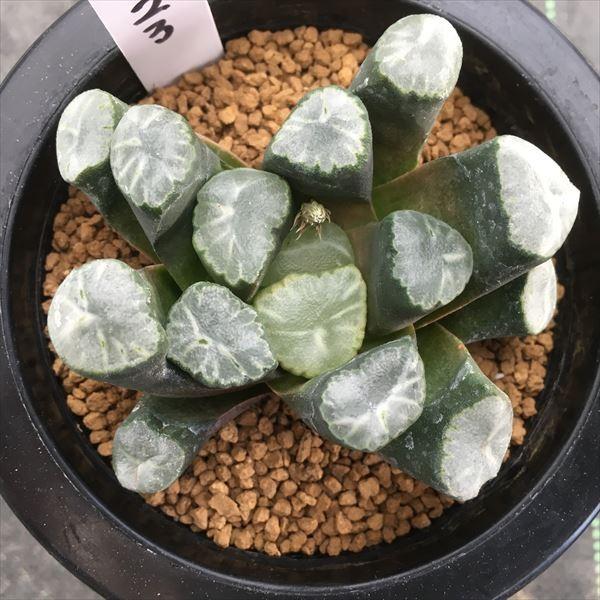 多肉植物 ハオルチア 万象 名札なし 8ｃｍ 現品 一品限り S23 遊恵盆栽 Yahoo 店 通販 Yahoo ショッピング