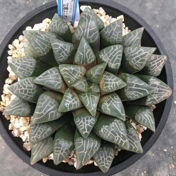 【希少 限定出品】ハオルチア コレクタ ‘Whiteout’ 希少 限定出品】ハオルチア コレクタ 'Whiteout'