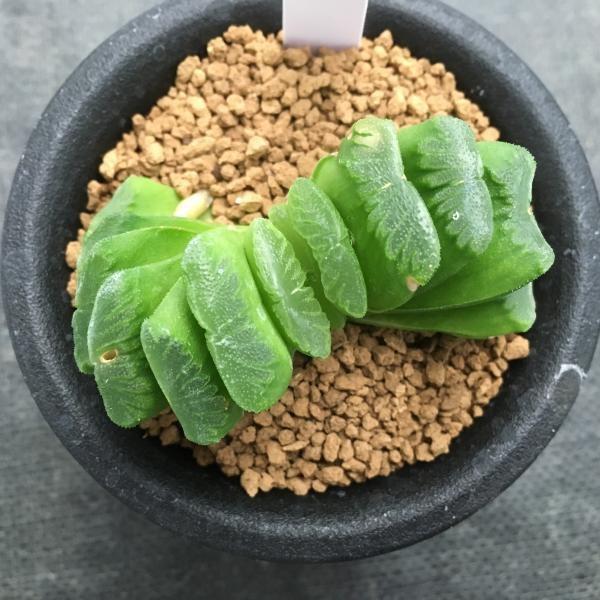 マキさんご確認用 ハオルチア 多肉植物「ハオルチア 5種セット」 mi0034-0003 | 千葉県南房総市