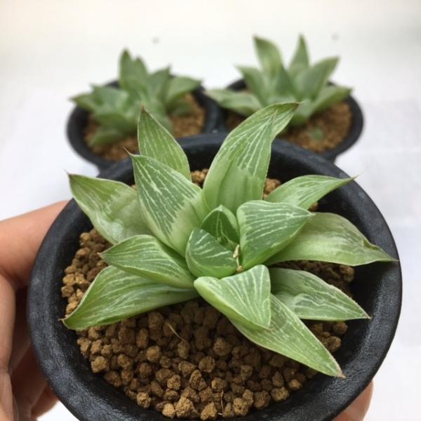 多肉植物：ハオルチア ミルキーウェイ*6cm : 遊恵盆栽 Yahoo!店 - 通販