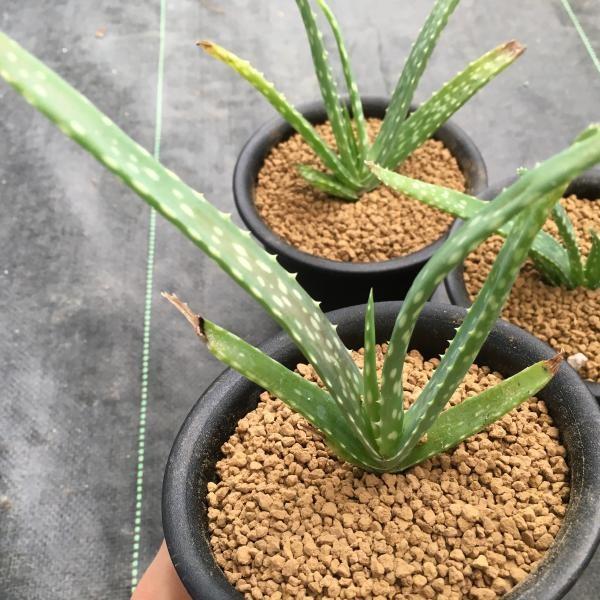 多肉植物 アロエ ベラ錦 幅１２cm S3176 遊恵盆栽 Yahoo 店 通販 Yahoo ショッピング