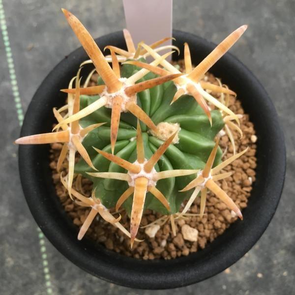 サボテン：逆ソリタイプ 金鵄玉*実生 幅4.5cm 現品 一品限り : 遊恵