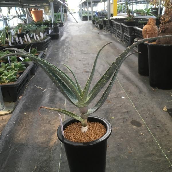 アロエ盆栽 Bhinternalmedicine Com