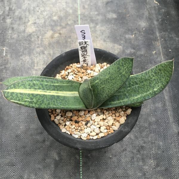 お問い合わせ確認用　ガステリア 多肉植物：ガステリア 巨大鮮明臥牛錦*16cm 現品 一品限り : 遊恵