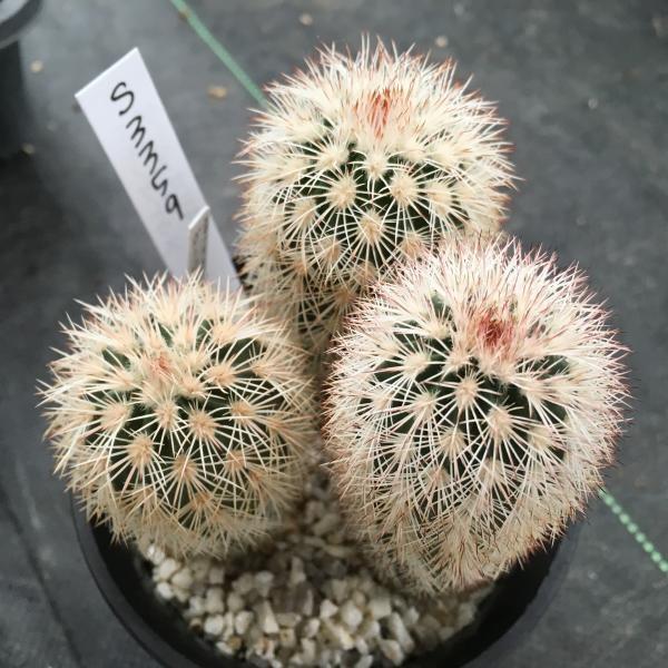 サボテン：エキノケレウス ダシアカンサス*3cm 現品 一品限り : 遊恵