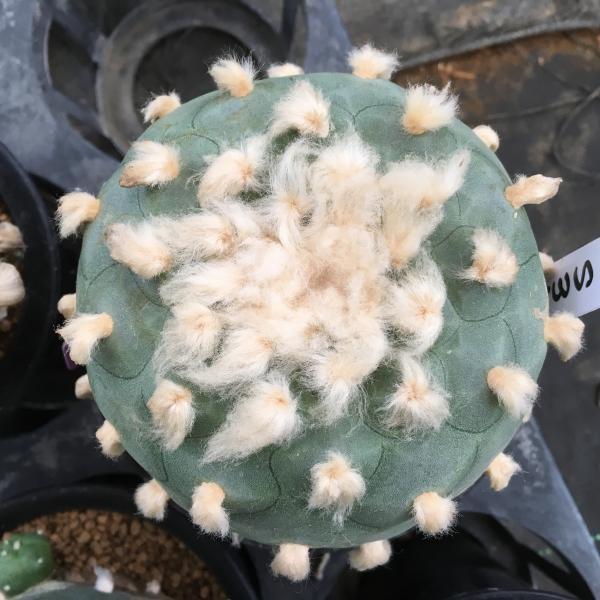 特大　実生　ロフォフォラ　デフューサー　白花　樽鉢　鉢ごと送料込み サボテン：ロフォフォラ ディフューサ 翁*10cm 現品 一品限り : 遊恵