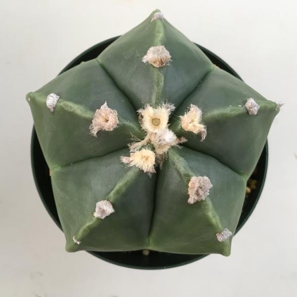 サボテン 碧瑠璃鸞鳳玉 へきるりらんぽうぎょく 幅9 5cｍ 現品 一品限り Buyee Buyee Japanese Proxy Service Buy From Japan Bot Online