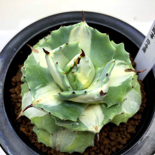 多肉植物：アガベ 王妃雷神 白中斑 M*幅7cm : 遊恵盆栽 Yahoo!店