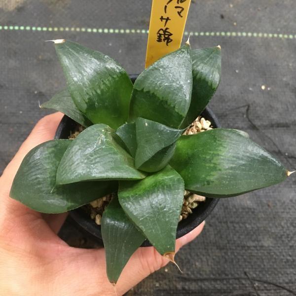 多肉植物 ハオルチアダルマレツーサ 10ｃｍ 現品一品限り Buyee 日本代购平台 产品购物网站大全 Buyee一站式代购bot Online