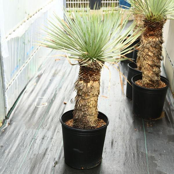 多肉植物：ユッカ・ロストラータ*幹幅15cm 現品 一品限り : 遊恵盆栽