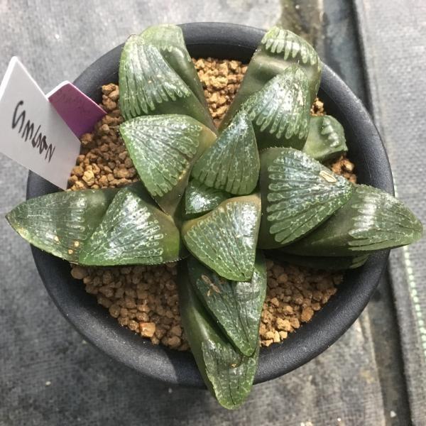 多肉植物：ハオルチア ブラック・レイン*11cm 現品 一品限り : 遊恵