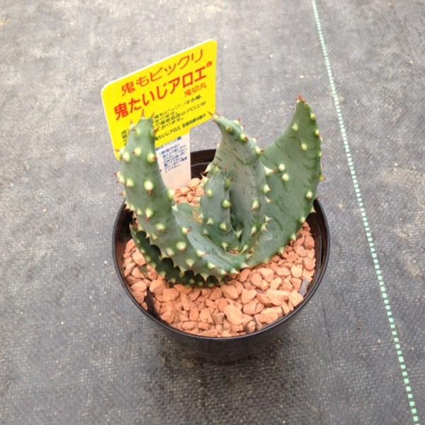 多肉植物 アロエ 鬼たいじ 鬼切丸 あろえ 鬼退治 おにたいじ S3664 遊恵盆栽 Yahoo 店 通販 Yahoo ショッピング