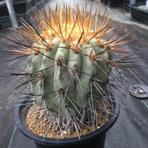 サボテン：コピアポア ギガンティア*9cm 現品 一品限り : 遊恵盆栽
