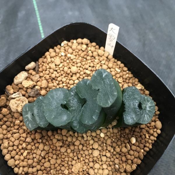 多肉植物：ハオルチア 玉扇 大雪山*7cm 現品 一品限り : 遊恵盆栽
